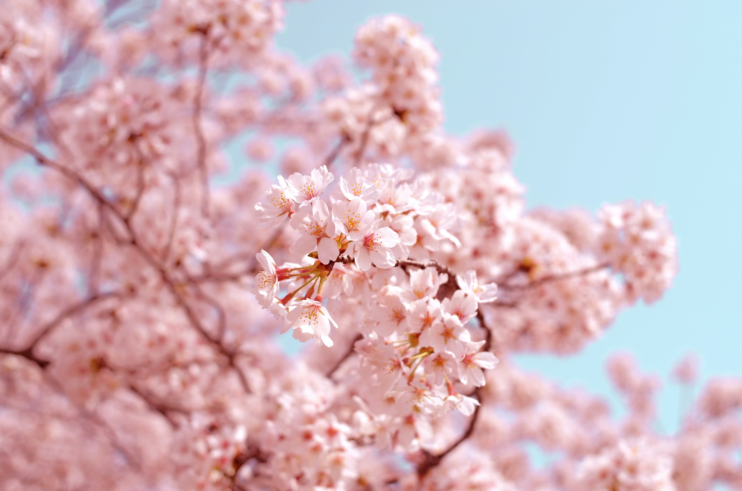 Spring Blooms